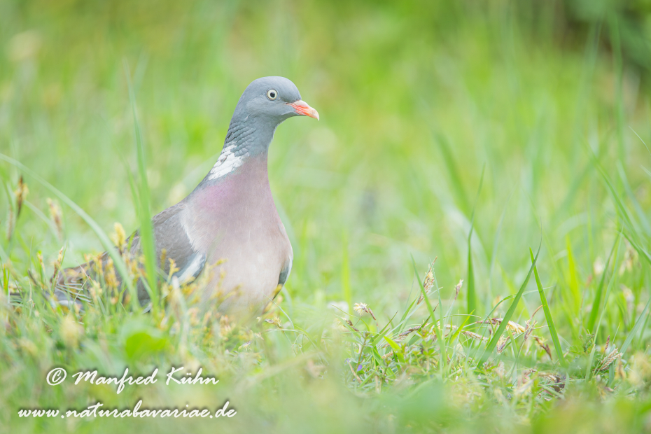 Ringeltaube ()_0035