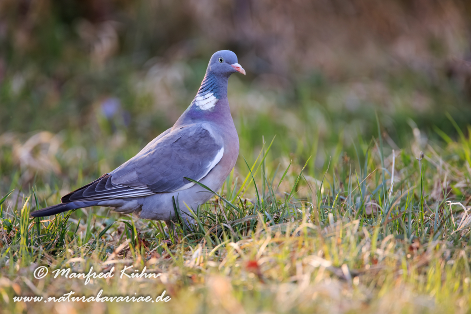 Ringeltaube ()_0040