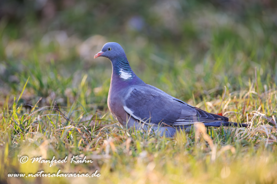 Ringeltaube ()_0042