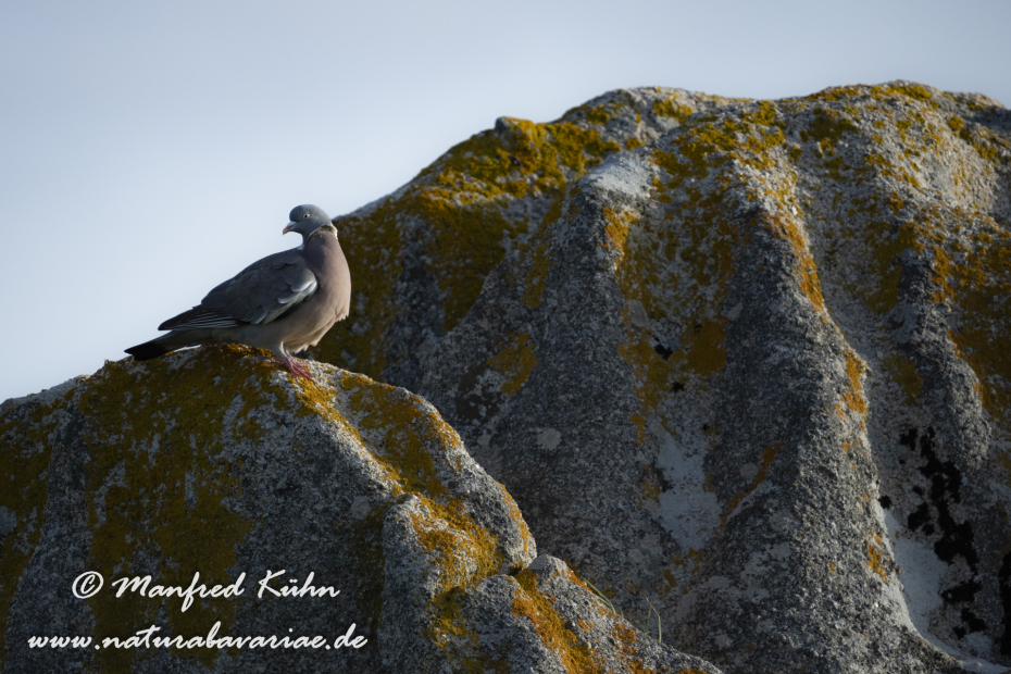 Ringeltaube ()_0165