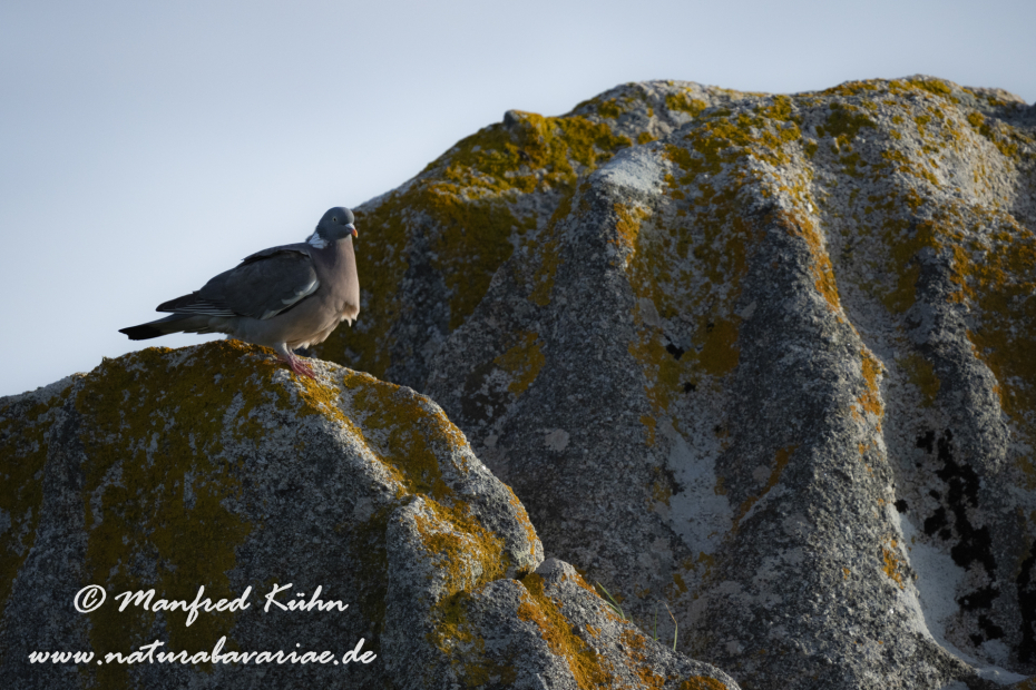 Ringeltaube ()_0167