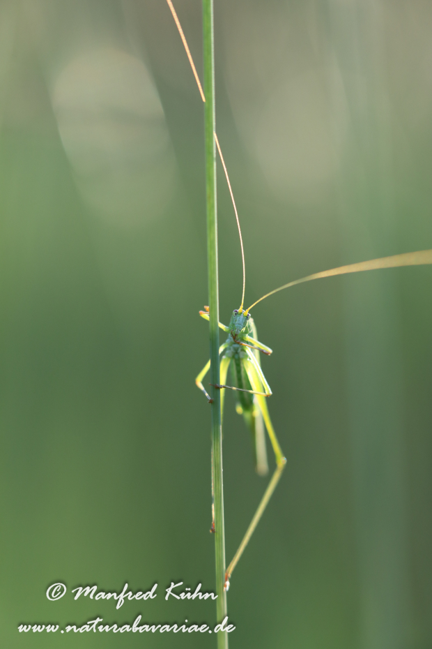 Sichelschrecke (Gemeine)_0019