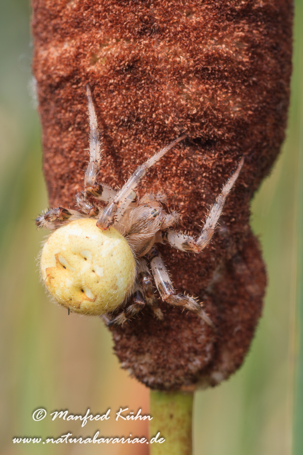 Kreuzspinne (Vierfleck)_0008