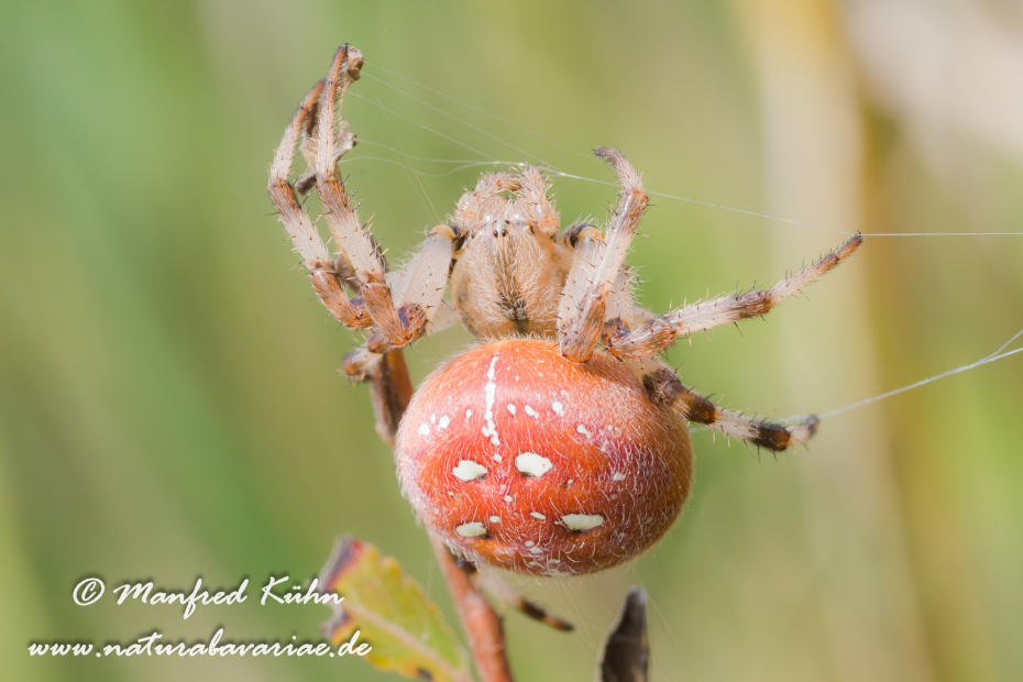 Kreuzspinne (Vierfleck)_0009