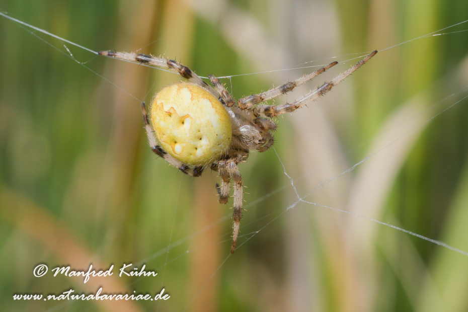 Kreuzspinne (Vierfleck)_0010