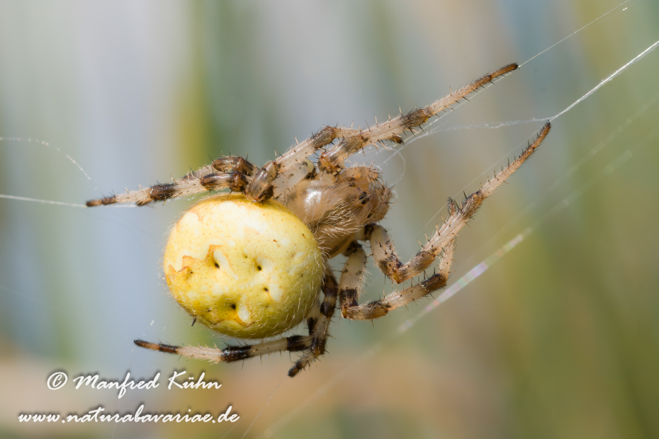 Kreuzspinne (Vierfleck)_0011