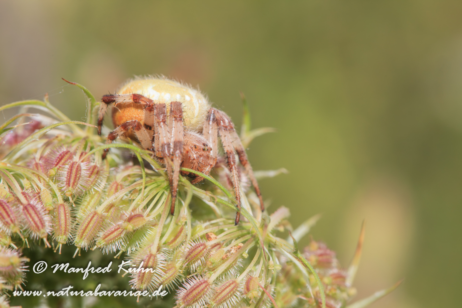 Kreuzspinne (Vierfleck)_0019