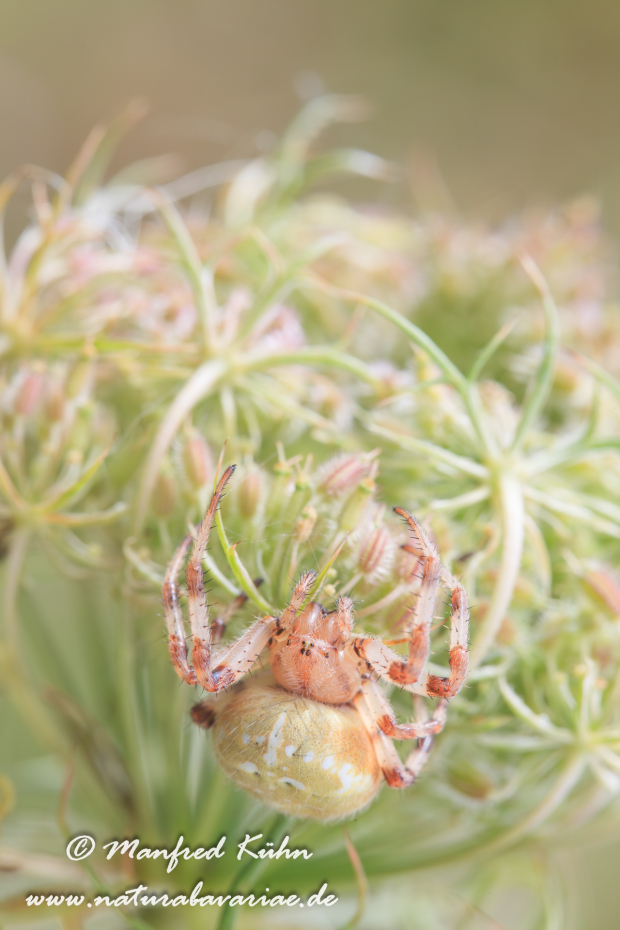 Kreuzspinne (Vierfleck)_0022