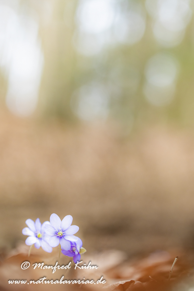 Leberblümchen ()_0047