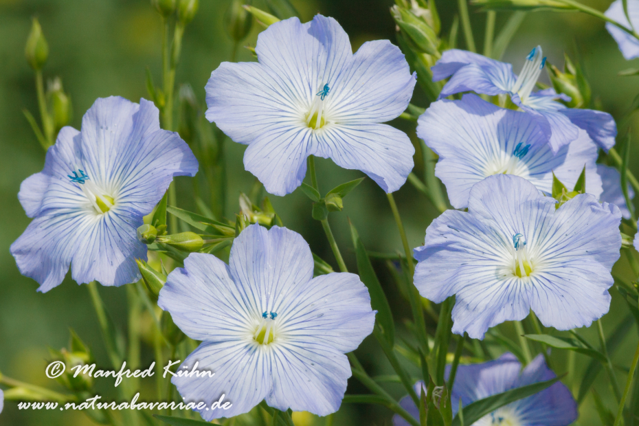 Lein (Flachs)_0002