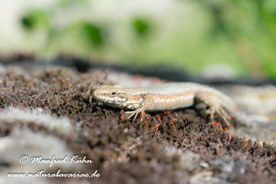 Mauereidechse ()_0038