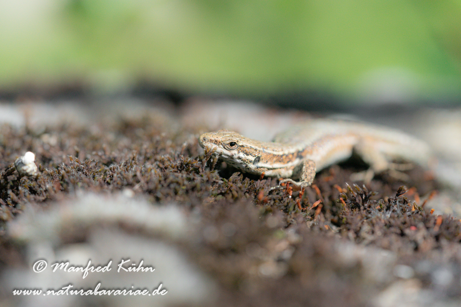 Mauereidechse ()_0039