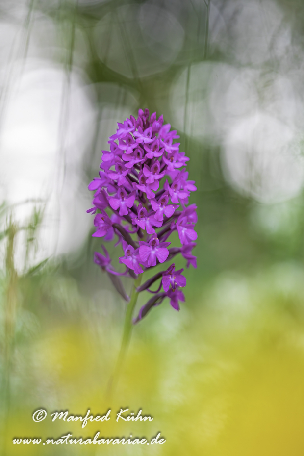 Pyramidenorchis ()_0034