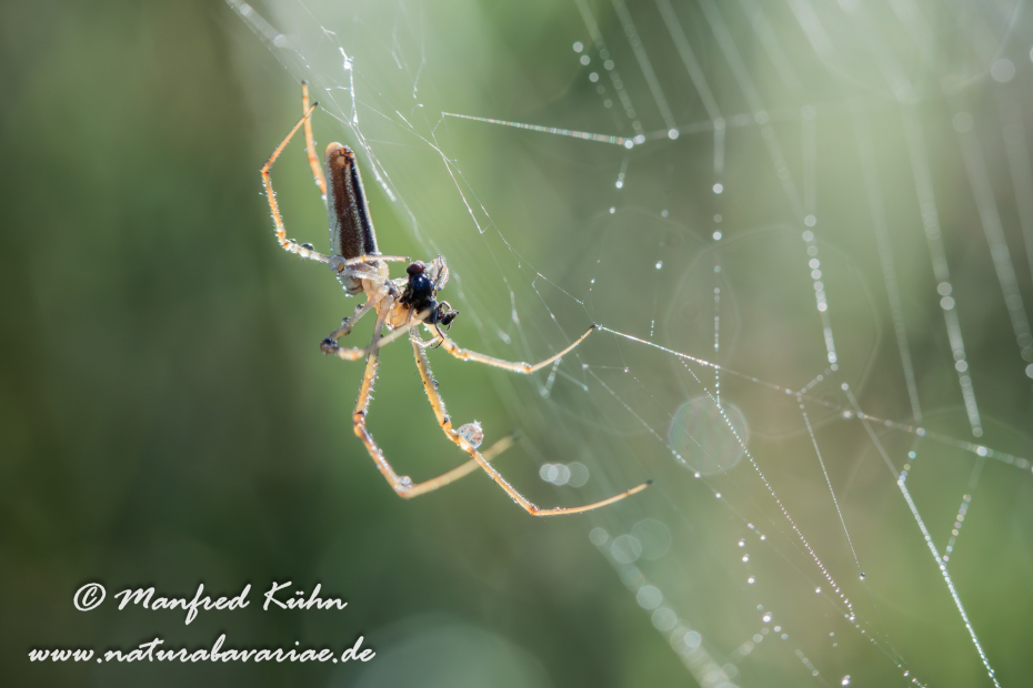 Streckerspinne (Gemeine)_0034