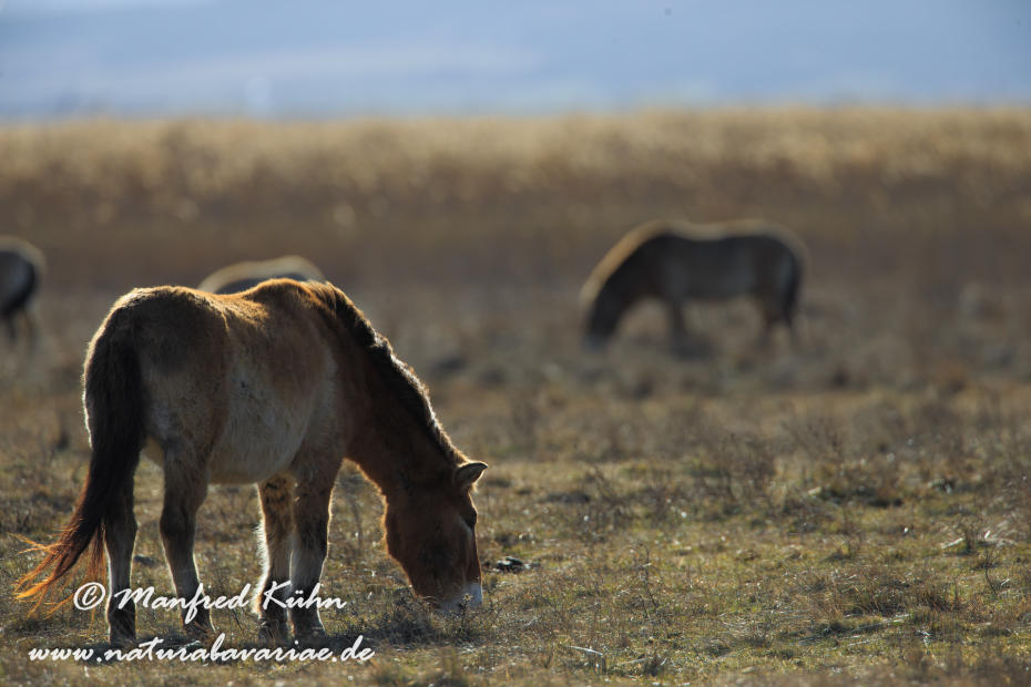 Przewalskipferd ()_0009