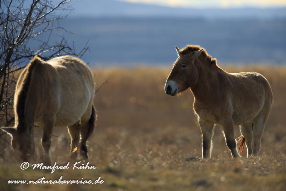 Przewalskipferd ()_0039