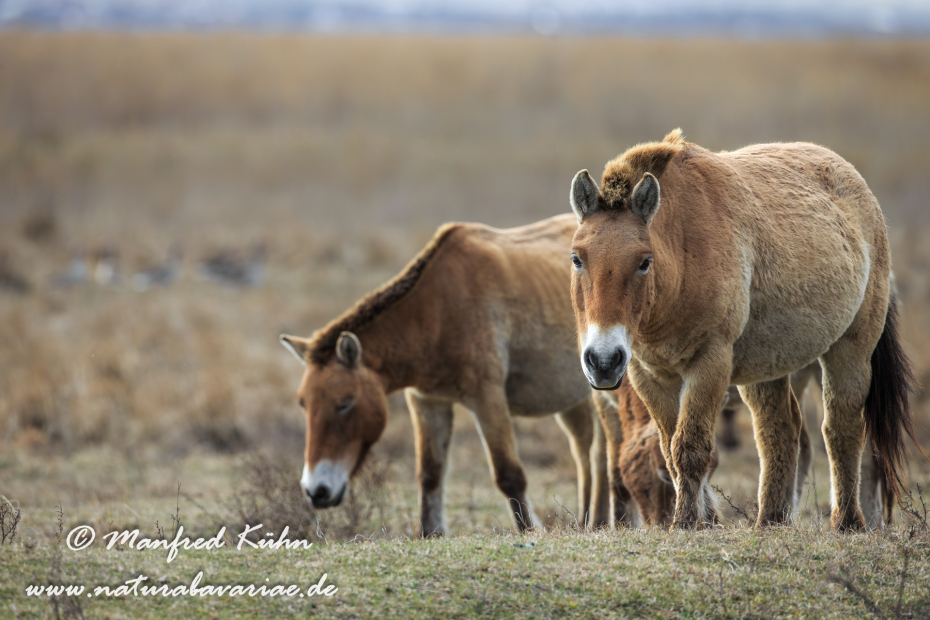 Przewalskipferd ()_0053