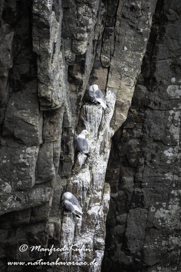 Möwe (Dreizehen-)_0030