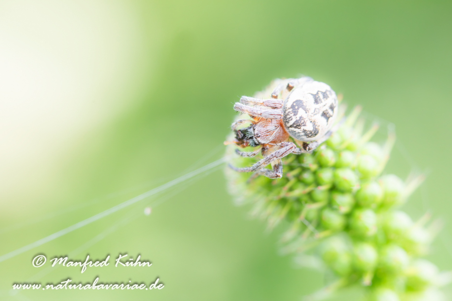 Schilfradspinne ()_0009
