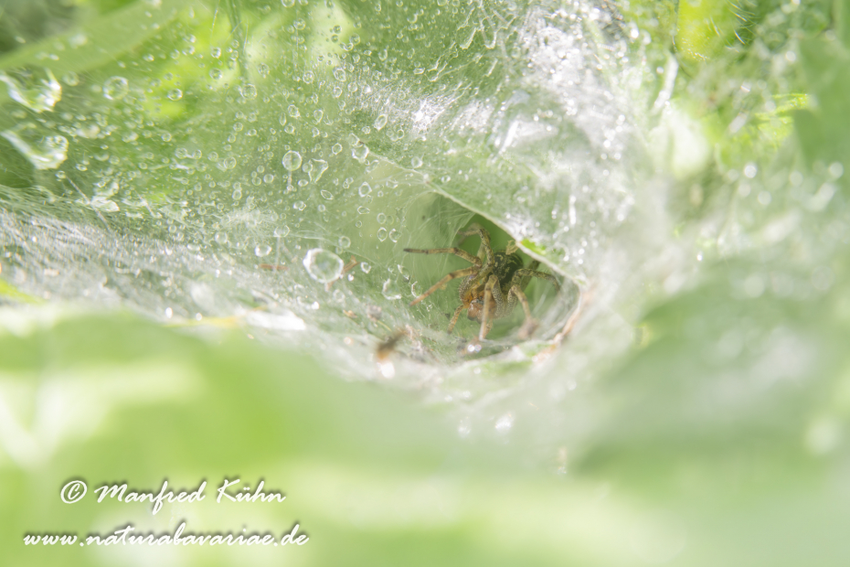 Winkelspinne (Rostrote)_0009