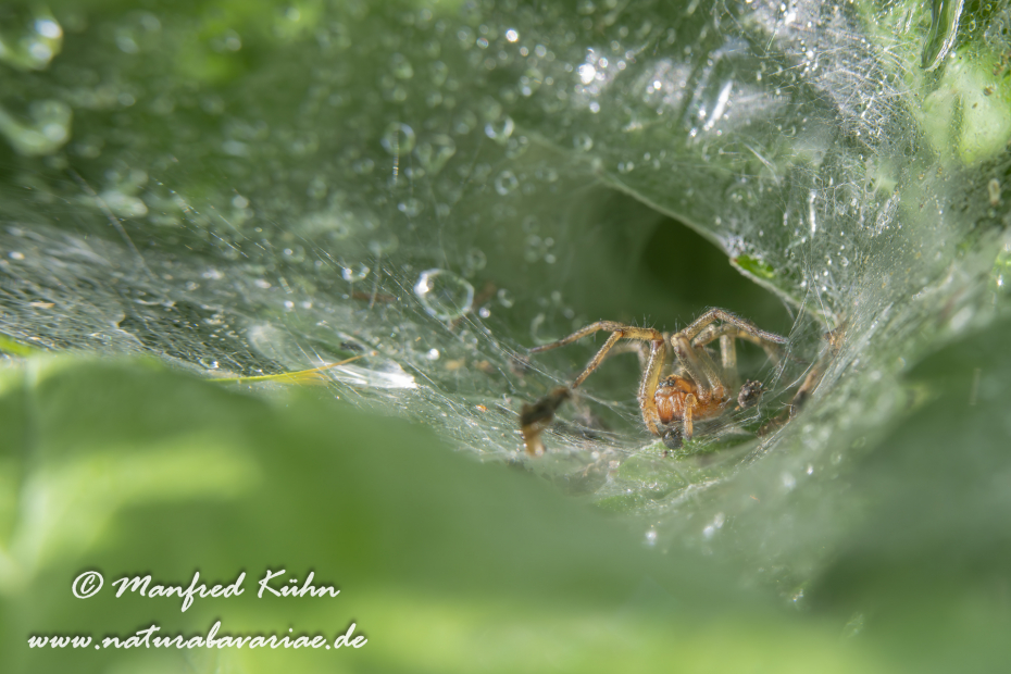 Winkelspinne (Rostrote)_0017
