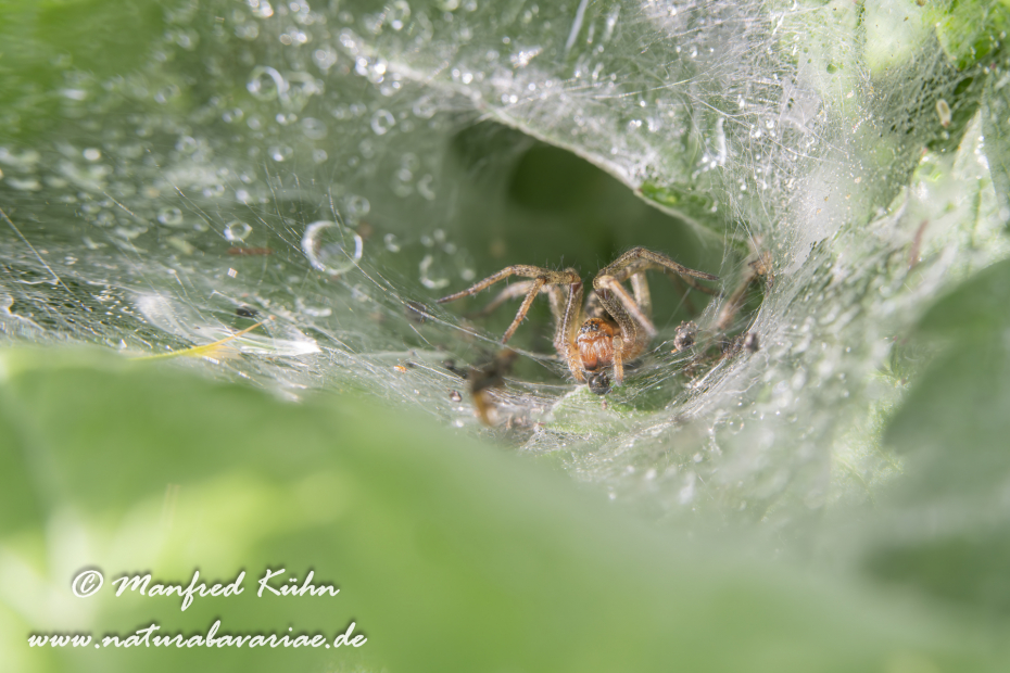 Winkelspinne (Rostrote)_0019