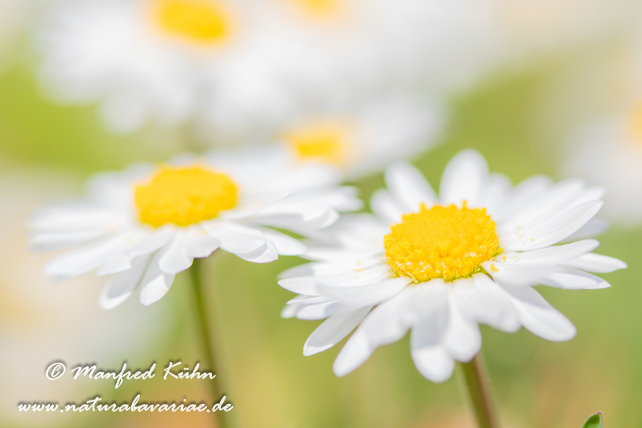 Gänseblümchen ()_0004