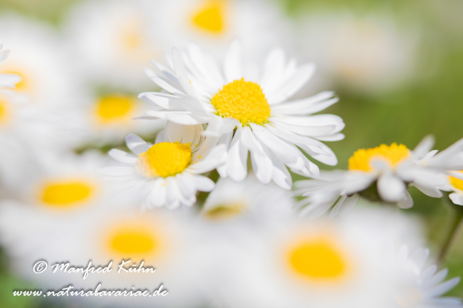 Gänseblümchen ()_0005