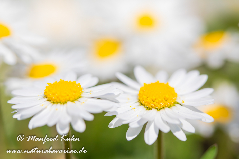 Gänseblümchen ()_0008
