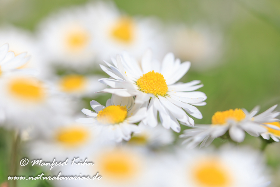 Gänseblümchen ()_0009