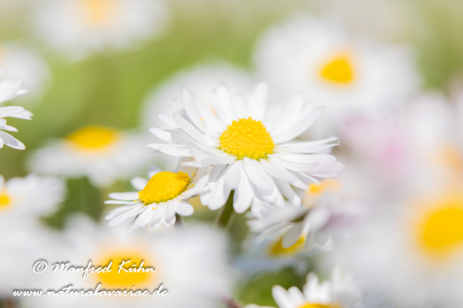 Gänseblümchen ()_0012