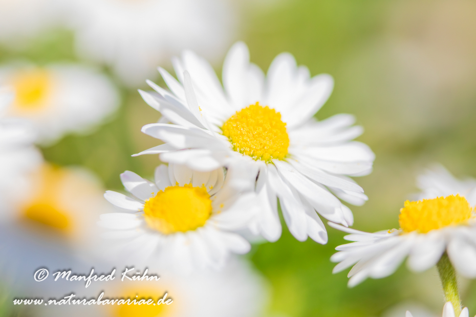 Gänseblümchen ()_0016