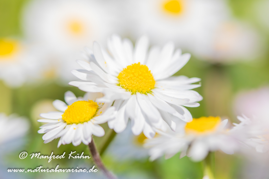 Gänseblümchen ()_0019