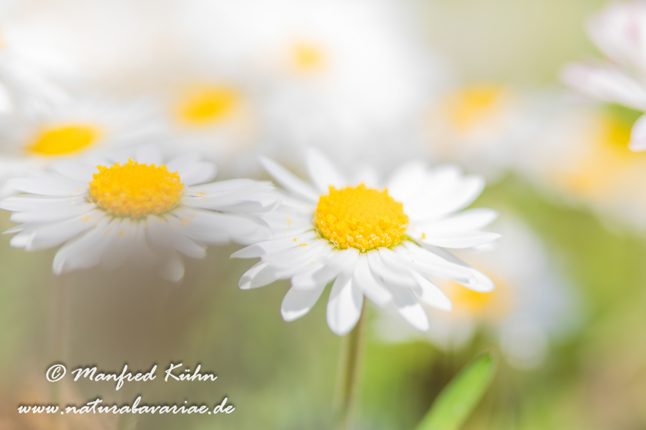 Gänseblümchen ()_0020