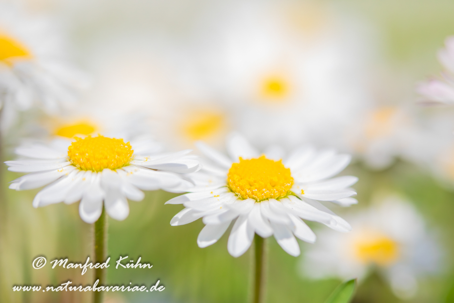 Gänseblümchen ()_0021