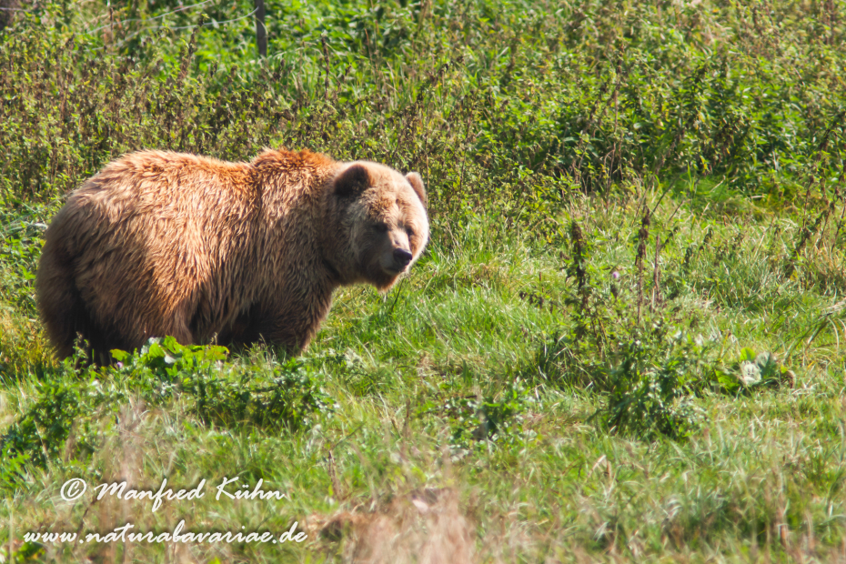 Braunbär (Europäischer)_0041