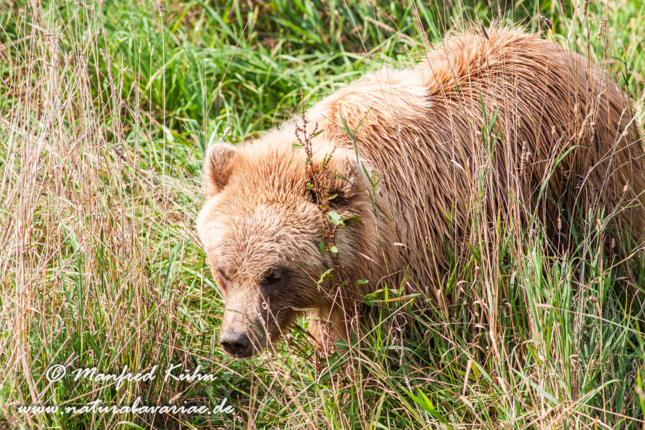 Braunbär (Europäischer)_0044