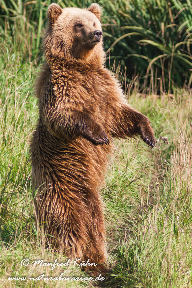 Braunbär (Europäischer)_0052