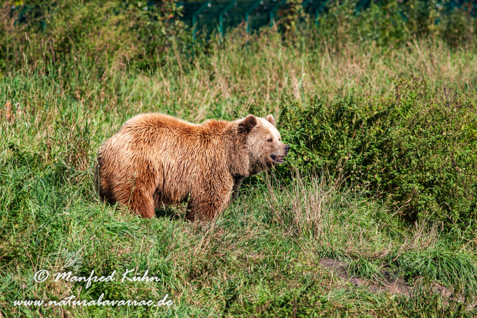 Braunbär (Europäischer)_0054