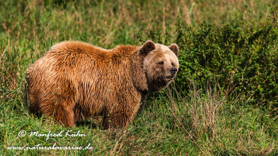 Braunbär (Europäischer)_0055