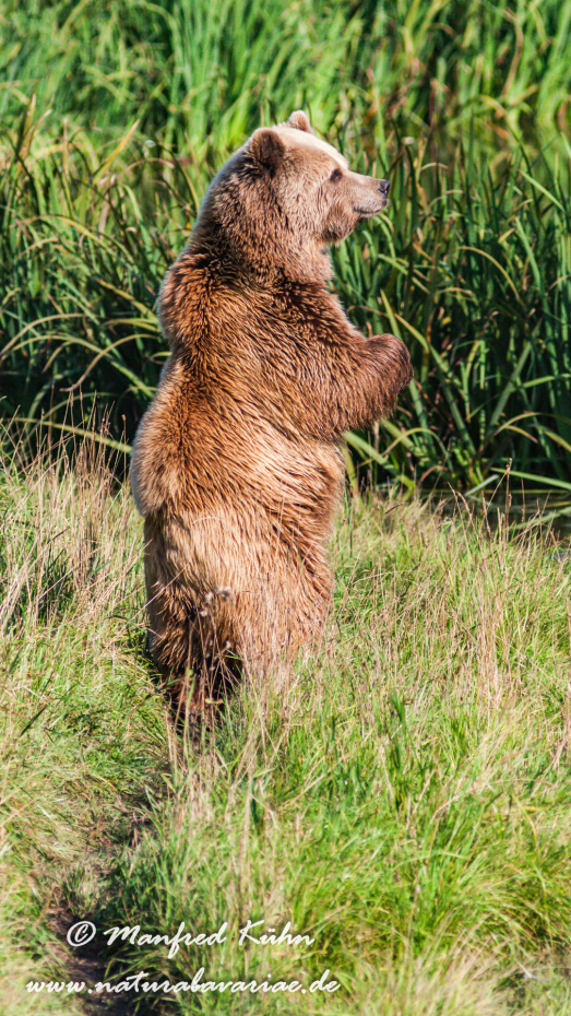 Braunbär (Europäischer)_0060