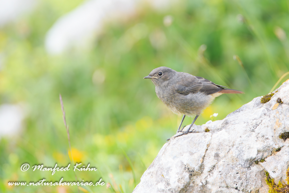Hausrotschwanz ()_0044
