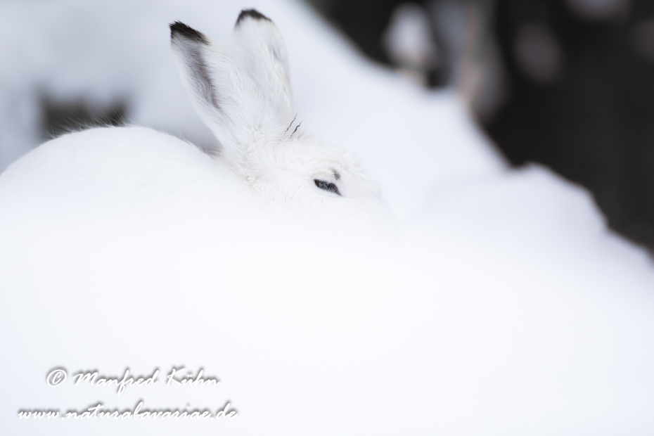Schneehase ()_0003