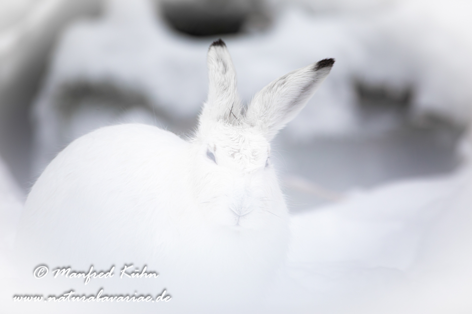 Schneehase ()_0004
