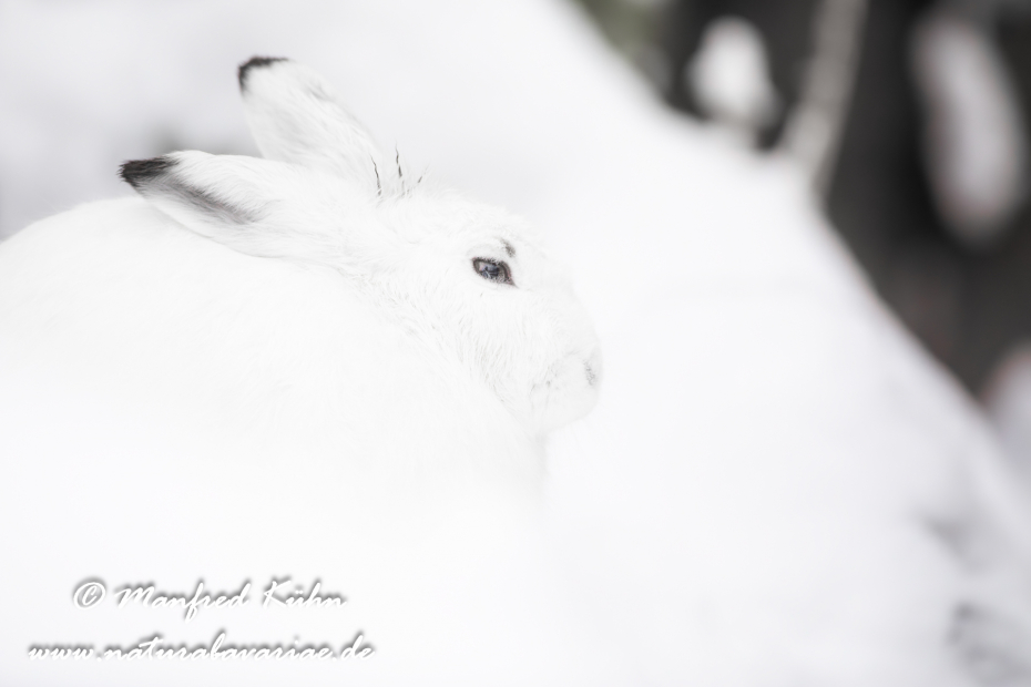 Schneehase ()_0010