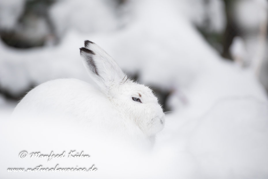 Schneehase ()_0012