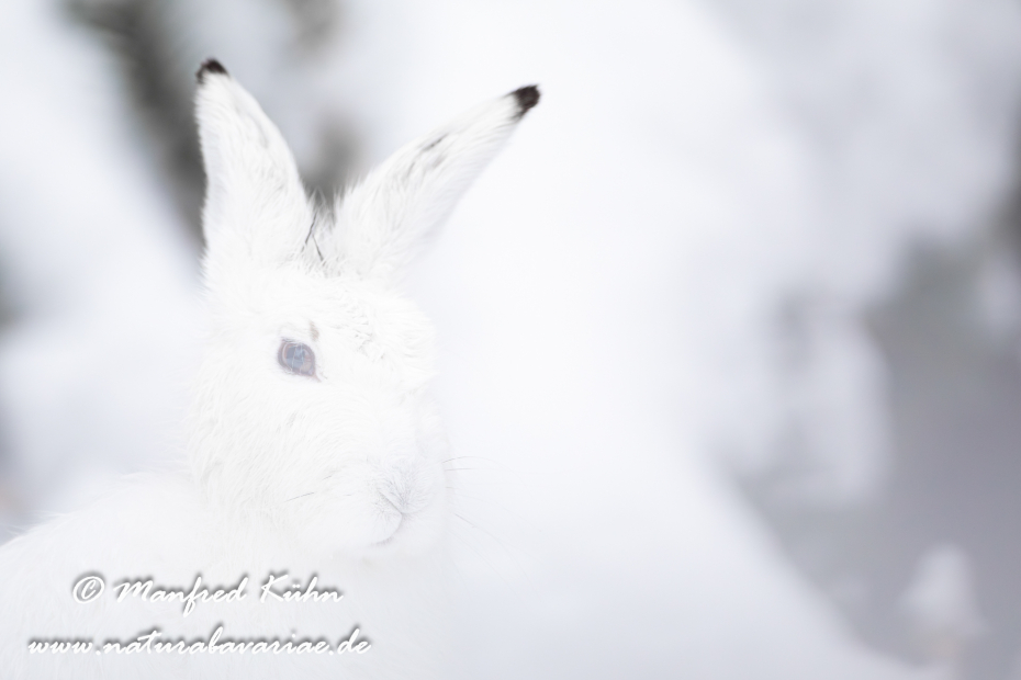Schneehase ()_0015