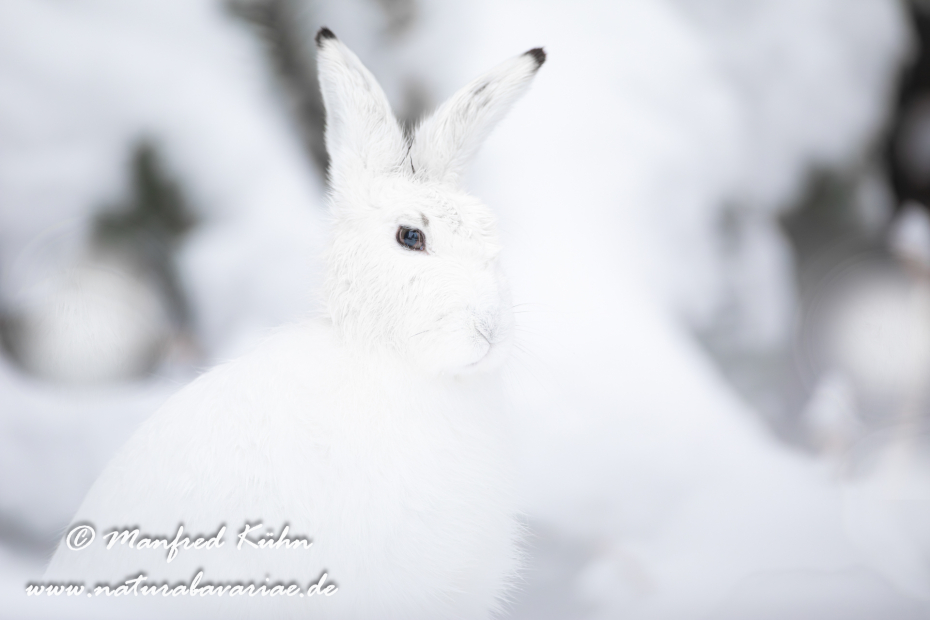 Schneehase ()_0017