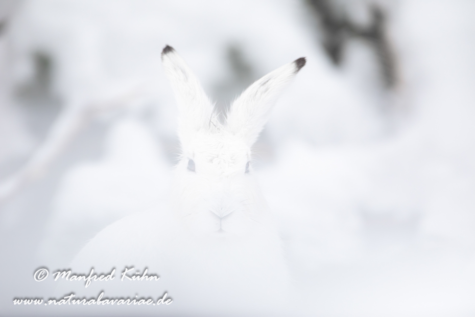 Schneehase ()_0021
