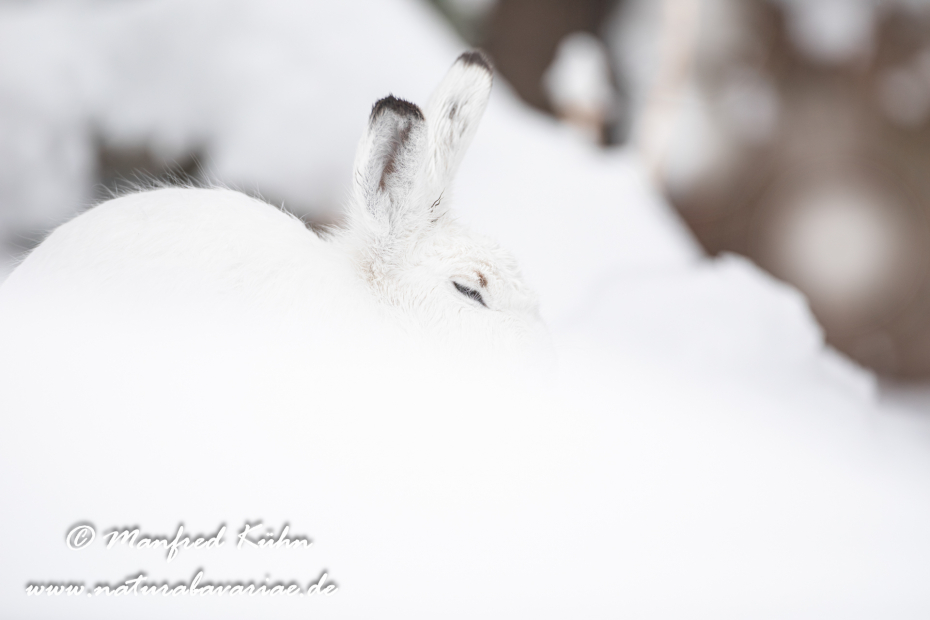 Schneehase ()_0023